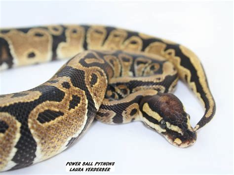 Are Ball Pythons Nice