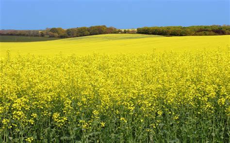 Yellow Canola Field Wallpapers Wallpaper Cave