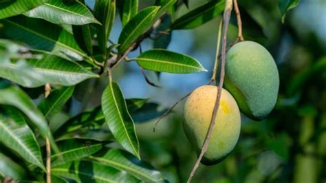 Raw Vs Ripe Mango কাঁচা না পাকা কোন ধরনের আমে স্বাস্থ্যের জন্য বেশি