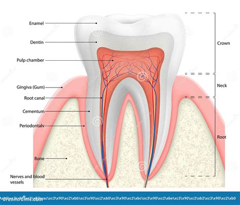 Diagrama Vectorial De Estructura De Dientes Humanos La Anatomía Del