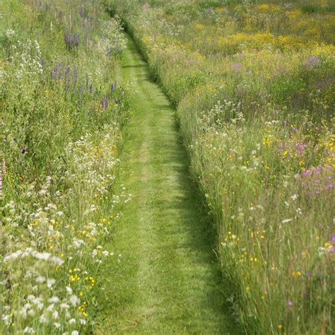 Heritage Early Flowering Wildflower Seed Mix Wildflower