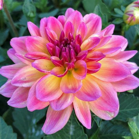 DAHLIA HYPNOTICA ROSE BICOLOR 1 Gal Natalie S Garden Greenhouse