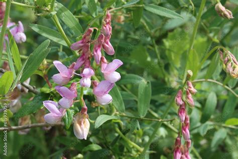 Pink Flowering Axillary Indeterminate Raceme Inflorescence Of Lathyrus