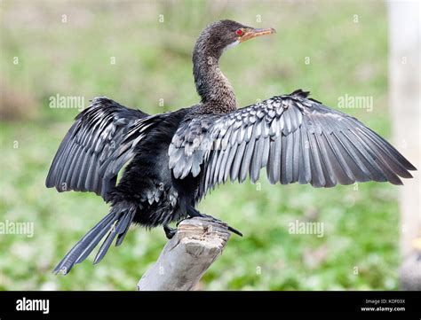 Cormorant With Wings Spread Hi Res Stock Photography And Images Alamy