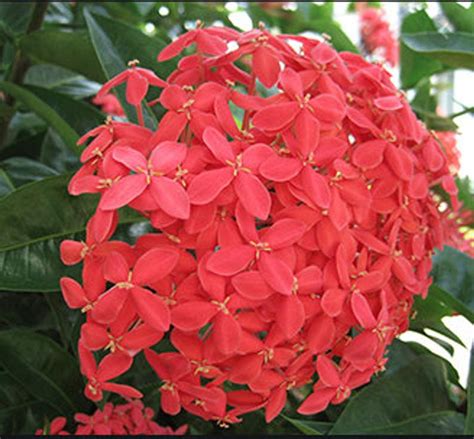 Ixora Maui Red Etsy In 2020 Red Plants Flower Display Plants