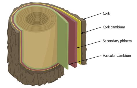 71 Meristem Morphology The Science Of Plants