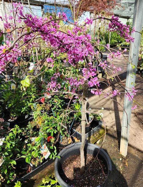 Cercis Covey Lavender Twist Eastern Redbud Pot Hello Hello Plants