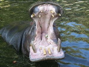 Hippo Facts, Teeth & Diet | Study.com