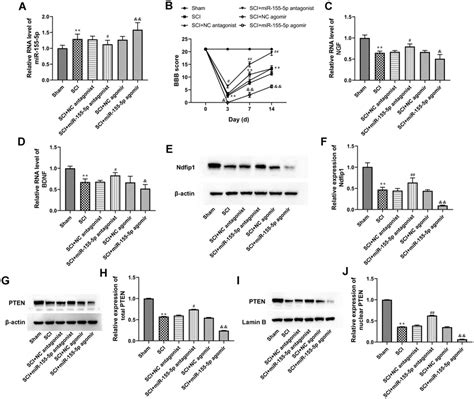 Mir 155 5p Regulated Ndfip1expression And Pten Nuclear Translocation In