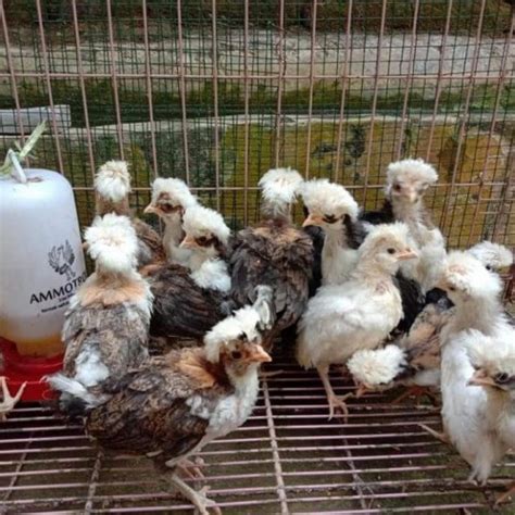 Jual Ayam Poland Jambul Hias Jakarta Timur Riashopp 2 Tokopedia