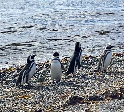 Penguins of Punta Arenas, Chile - On the Wing Adventures