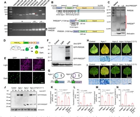 Figure From An Alternative Splicing Variant Of Ptrd Delays Leaf