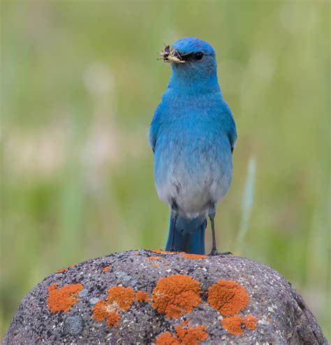 Mountain Bluebird Audubon Field Guide