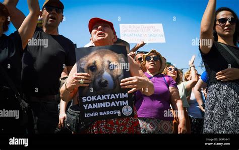 Animal Rights Activists Held A Rally Across Turkey Animal Rights