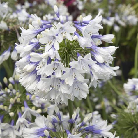 Indigo Frost Agapanthus Lily Of The Nile 2 Gallon Flowering