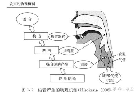 从语音学角度看，伪声的原理是什么？从语音学角度看又该如何练习伪声？ 知乎