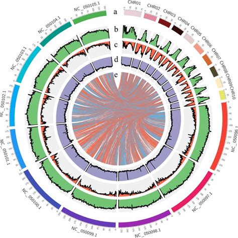 Plant Morphology And Hi C Assisted Genome Assembly Of P Notatum Download Scientific Diagram