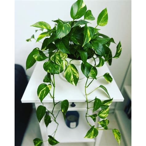 Jual Promo Tanaman Hias Epipremnum Golden Pothos Sirih Gading