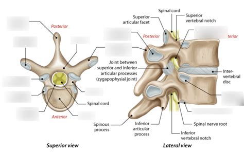 Diagram Of Lab 3 Axial Skeleton Vertebral Column And Thoracic Cage