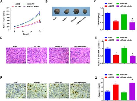 Xist Downregulation Or Mir Elevation Decelerates Tumor Growth In