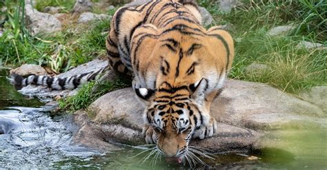 A Tiger Drinking Water · Free Stock Photo