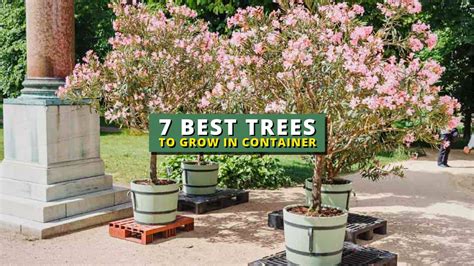 Best Trees To Grow In Pots Atelier Yuwa Ciao Jp