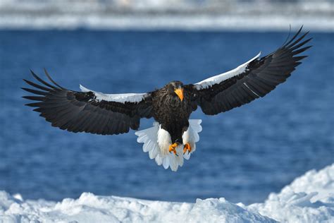 The Birds of Hokkaido - ZEISS Nature Observation