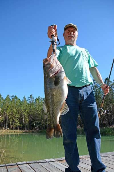 Large Shiner Bait