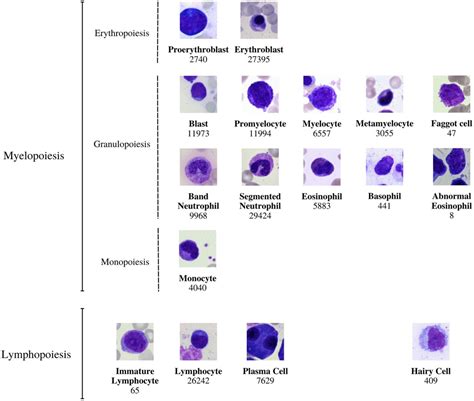 Promyelocyte Lineage