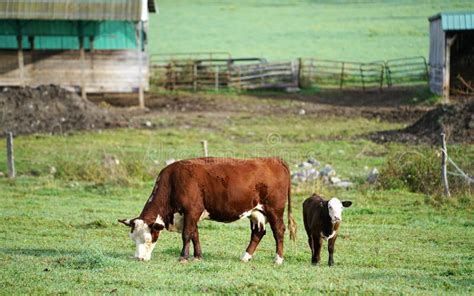 A Calf Out Grazing with Her Mother Cow.. Stock Photo - Image of cows, pasture: 301614354