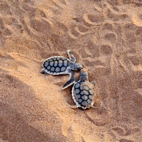 Pin On Turtles