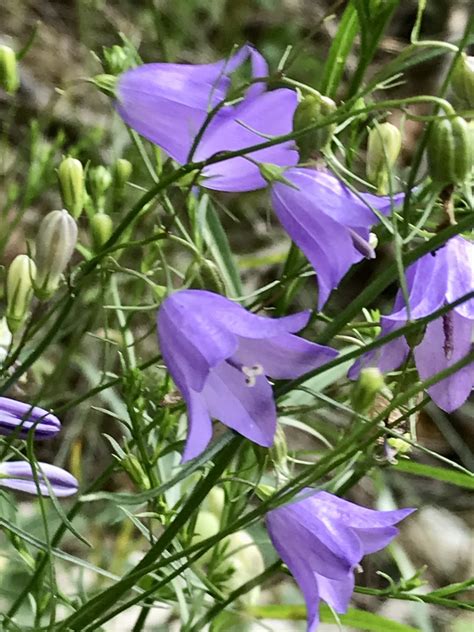 Native Wildflowers of Wisconsin: Harebell (Campanula rotundifolia)