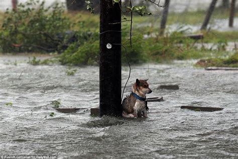 Hurricane Harvey Dog Rescue Must See Photos And Details