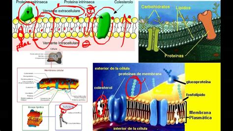 Que ES La Membrana Celular