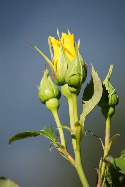 Free Picture Green Leaf Flora Nature Horticulture Flower Bud