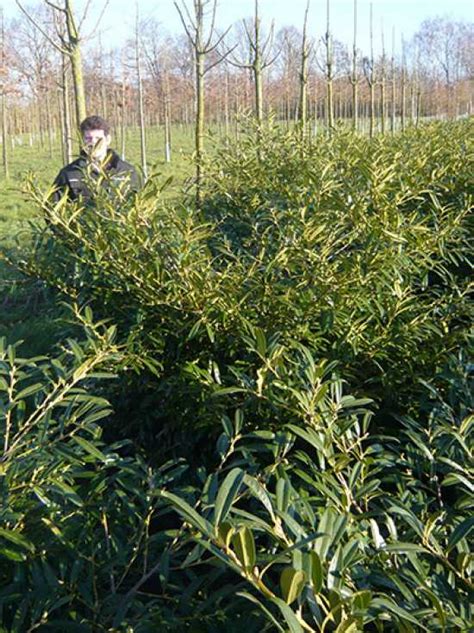 Immergrüne Heckenpflanzen günstig in Top Baumschulqualität kaufen