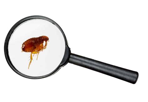 How To Tell The Difference Between Springtails And Fleas Beatpests