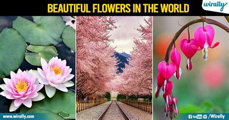 Top 10 Beautiful Flowers In The World Wirally