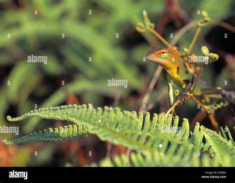 Calotes sp., lizard Stock Photo - Alamy