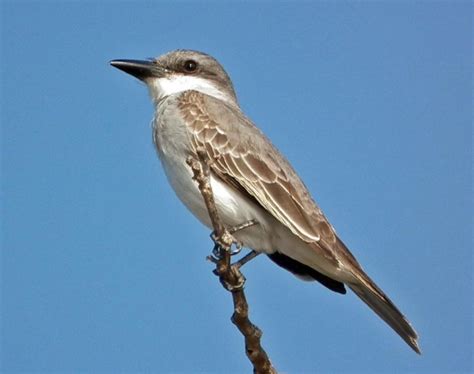 Gray Kingbird – birdfinding.info