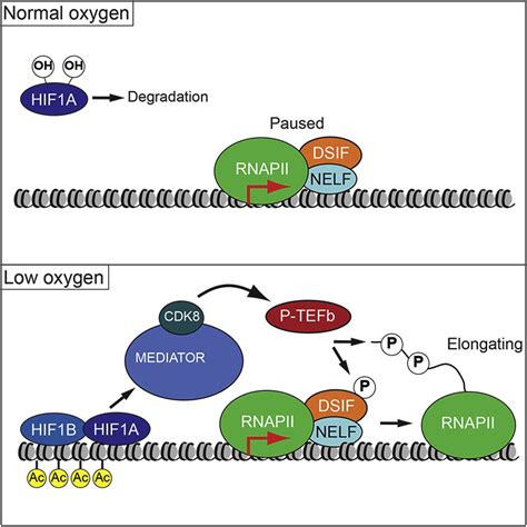 Hif A Employs Cdk Mediator To Stimulate Rnapii Elongation In Response