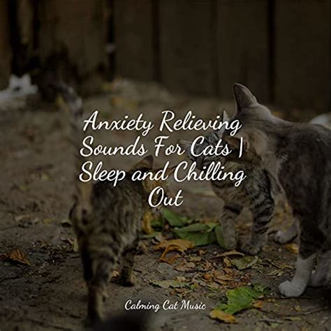 Amazon Music Relaxmycat Cat Music Music For Cats Project Anxiety