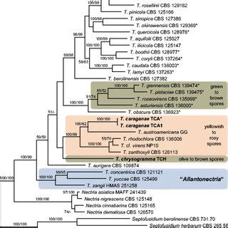 Phylogram Of The Best Maximum Likelihood Tree LnL 49176 5326