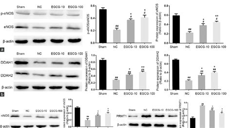 Evaluation Of Prmt1 Ddah1 Ddah2 Enos P‑enos And Nnos Protein Download Scientific Diagram