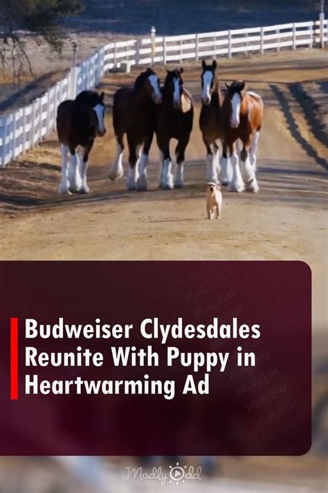 Budweiser Clydesdales Reunite With Puppy in Heartwarming Ad | Budweiser ...