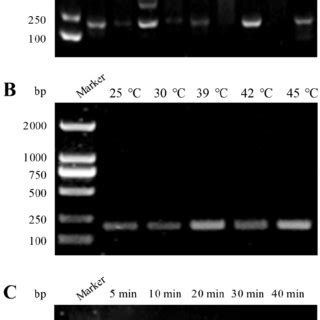 Optimization Of The Raa Assay A Screening Of The Raa Primers