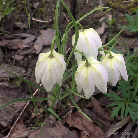 Вертикордия Рябчик шахматный белый Fritillaria meleagris f alba