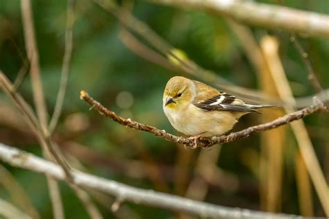 First Goldfinch Of The Year Tony Spane Flickr