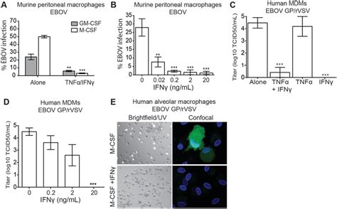 Ifnγ Treated Macrophages Are Resistant To Ebov Infection A Ifnγtnfα