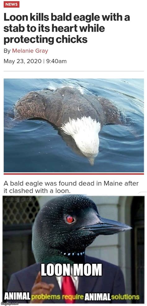 Never enough of loon killed eagle memes : r/meme